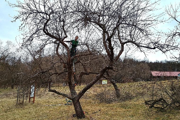 Záchrana unikátneho sadu pokračuje. Jarný rez prispeje k jeho ozdraveniu aj lepšej úrode